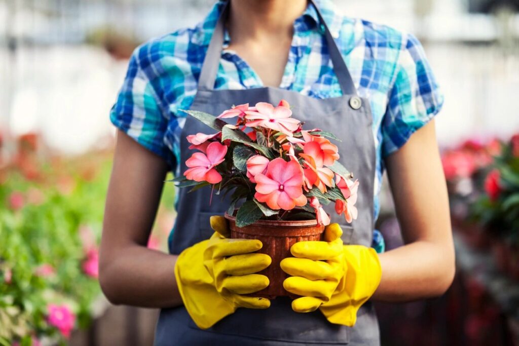 summer flowers